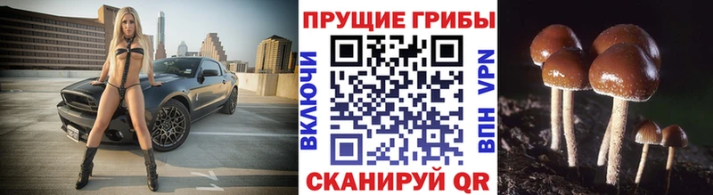 купить   Суоярви  Псилоцибиновые грибы мицелий 